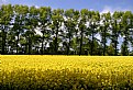 Picture Title - Yellow, blue & green