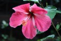 Picture Title - Borneian flower
