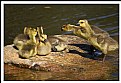 Picture Title - Goslings