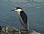 Black-Crested Night Heron