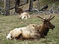 Picture Title - Elk in Yellowstone
