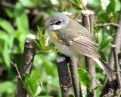 Picture Title - Female Redstart