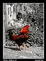 Picture Title - Rooster in village