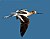 Avocet Fly By