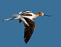 Picture Title - Avocet Fly By