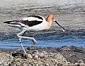 Picture Title - Avocet house cleaning