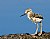 Avocet Chick