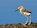 Picture Title - Avocet Chick