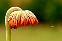 Picture Title - trespassed shy gerbera