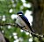 The Watchful Tree Swallow