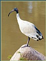 Picture Title - Ibis