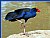 Pukeko