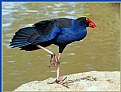 Picture Title - Pukeko