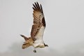 Picture Title - Osprey