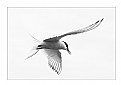 Picture Title - Tern