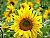 Sunflower in June