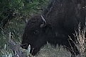 Picture Title - buffalo