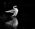 Picture Title - Swan Stretch