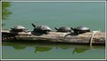 Picture Title - Four Turtles Looking Left