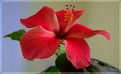 Picture Title - Just Another Hibiscus