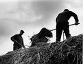 Picture Title - Harvesting the corn