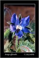 Picture Title - Borago officinalis