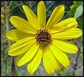 Picture Title - Yellow Daisy in the Wild