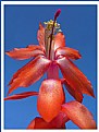 Picture Title - Flor de cactus