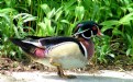 Picture Title - Wood Duck