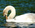 Picture Title - Young swan