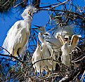 Picture Title - Snowy Egret Family