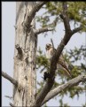 Picture Title - Lunch Time