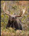 Picture Title - Bull Moose