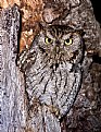 Picture Title - Western Screech Owl 