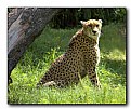 Picture Title - Cheetah