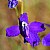 Larkspur Magic