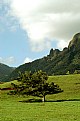 Picture Title - Lone tree