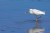 Snowy The Snowy Egret