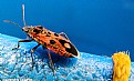 Picture Title - Hemiptera on blue