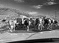 Picture Title - Cattle Drive, Wyoming