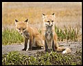 Picture Title - Fox Kits I