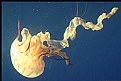Picture Title - Jelly Fish