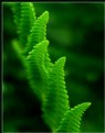 Picture Title - Green