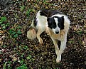 Picture Title - Collie