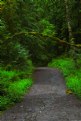 Picture Title - Woodland Trail