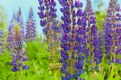 Picture Title - Lupins, lupins!
