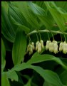 Picture Title - Great Solomon's Seal (Colour)