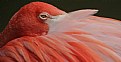 Picture Title - Flamingo