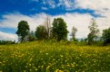 Picture Title - Spring Meadow 2