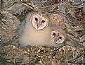 Picture Title - Barn Owl Owlets